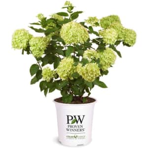 Proven Winners Little Lime Hydrangea Shrub: $15 Proven Winners Little Lime Hydrangea Shrub: $15
