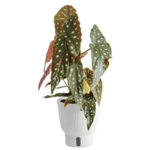 House Plant Sale at Lowe's: Up to 25% off