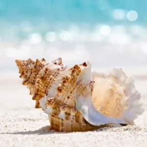 Holland America Line 7-Night Western Caribbean Cruise: From $699 per person + Kids Sail Free