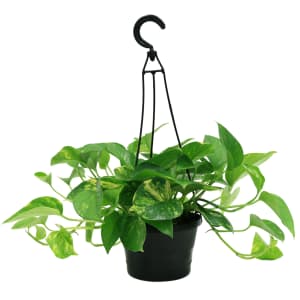 Costa Plants at Lowe's: Deals from $14 Costa Plants at Lowe's: Deals from $14