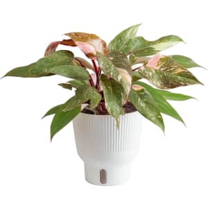Costa Farms Pink Princess Philodendron Live Indoor Plant: $30