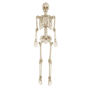 Best Seller Home Accents Holiday 5ft. LED Pose-N-Stay Skeleton: $18