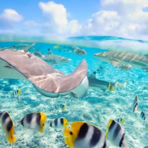 5-Night Tahiti Black Sand Flight & Resort Vacation: From $6,590 for 2 5-Night Tahiti Black Sand Flight & Resort Vacation: From $6,590 for 2