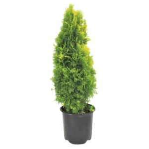 Arborvitae Deals at Home Depot: Up to 47% off
