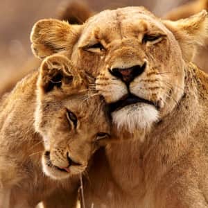 17-Night 4-Country Africa Flight, Hotel, Safari, and Tour Vacation: From $6,999 per person 17-Night 4-Country Africa Flight, Hotel, Safari, and Tour Vacation: From $6,999 per person