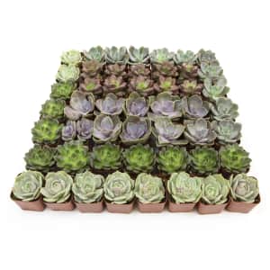 Altman Plants Succulents 50-Pack: $56