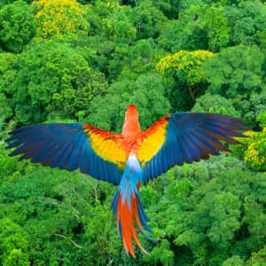 7-Night Costa Rica Flight, Hotel & Tour Vacation: From $3,196 for 2 7-Night Costa Rica Flight, Hotel & Tour Vacation: From $3,196 for 2