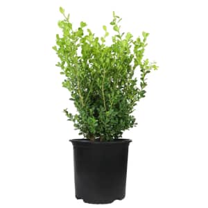 Live Plants at Lowe's: Deals from $13