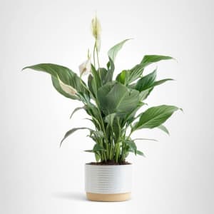 Costa Farms 15" Peace Lily Plant: $18