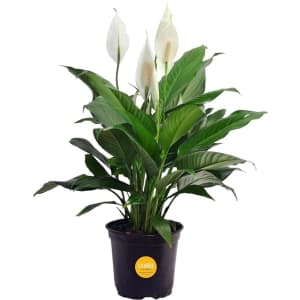 Costa Farms Peace Lily for $15