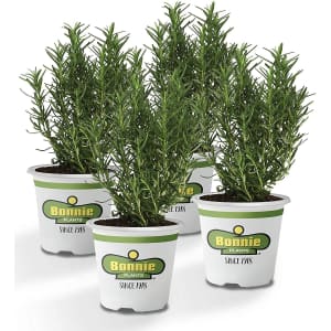 Bonnie Plants Perennial Rosemary 4-Pack for $20