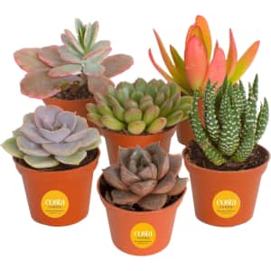 Costa Farms Succulents Multipacks at Amazon from $14