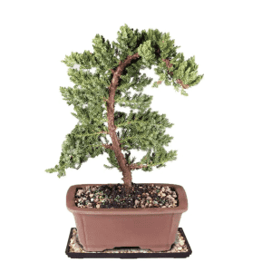 Brussel's Bonsai Green Mound Outdoor Juniper Bonsai for $26 Brussel's Bonsai Green Mound Outdoor Juniper Bonsai for $26
