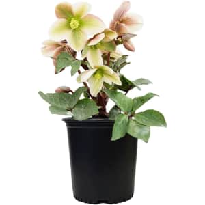 Green Promise Farms Christmas Rose 1-Gallon Live Perennial Plant for $25 Green Promise Farms Christmas Rose 1-Gallon Live Perennial Plant for $25