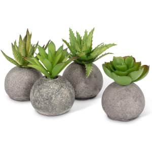 Abbott Collection Succulent in Rock 4-Plant Set for $19 Abbott Collection Succulent in Rock 4-Plant Set for $19
