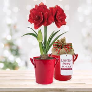 Garden State Bulb Red Double Amaryllis Live Bulb Gift Kit for $23