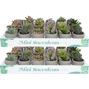 Costa Farms Succulents 48-Pack for $89