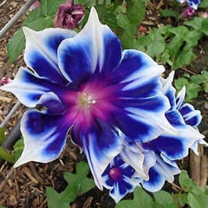 Morning Glory Seeds 100-Count for $4