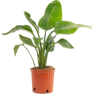 House Plants at Lowe's: Up to 50% off