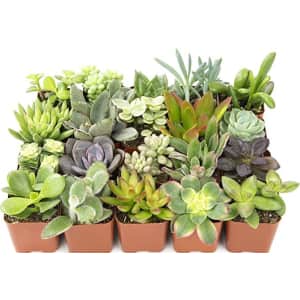 Altman Live Succulent Plants 20-Pack for $16 Altman Live Succulent Plants 20-Pack for $16