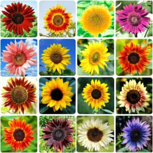 1000+ Sunflower Seeds for Planting for $9.89 w/ Prime 1000+ Sunflower Seeds for Planting for $9.89 w/ Prime