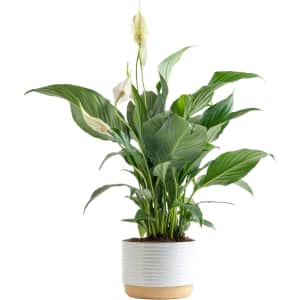 Costa Farms 15" Peace Lily Plant for $22