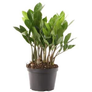 Costa Farms 12" Tall ZZ Plant for $14