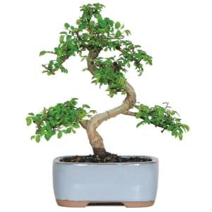Brussel's Bonsai Trees at Lowe's: from $20