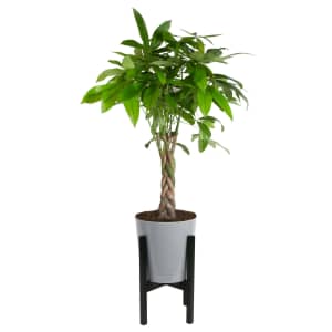 Plant & Planter Deals at Walmart: Up to 65% off