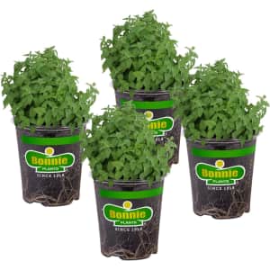 Bonnie Plants Catnip Live Herb Plant 4-Pack for $18