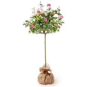 Brighter Blooms Pink Knock Out Rose Tree from $75