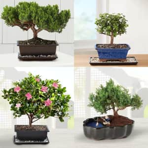 Bonsai Trees at 1-800-Flowers: 20% off