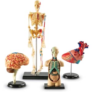 Learning Resources Anatomy Models Bundle Set for $59
