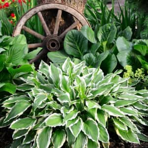 Heart-Shaped Hosta Roots 9-Pack for $21