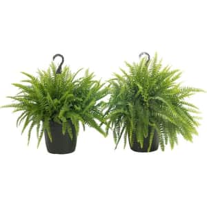 Costa Farms 10" Boston Fern Hanging Basket 2-Pack for $35
