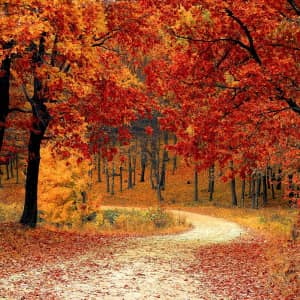8-Night New England 6-State Fall Foliage Hotel & Tour Package at Dunhill Travel: From $7,318 for 2
