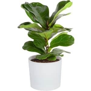 Costa Farms Live Indoor Plants at Amazon: Up to 45% off