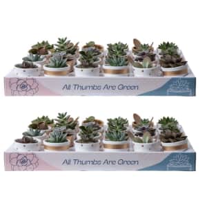 Costa Farms Succulents 48-Pack for $91