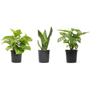 Essential Houseplant Collection. That's a savings of $9.