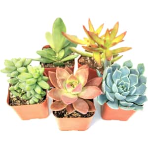 Plants for Pets Live Succulent Plant 5-Pack for $14 Plants for Pets Live Succulent Plant 5-Pack for $14