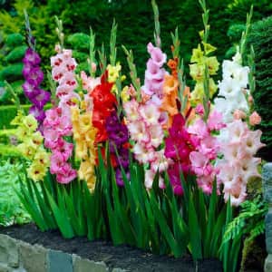 Plants and Bulbs Spring Fest Sale at Lowe's: from $12