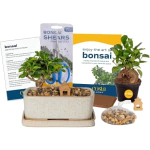 Costa Farms Bonsai Tree Kit for $27