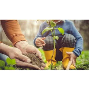 Arbor Day Foundation Membership: $12 + up to 33% off nursery trees and shrubs