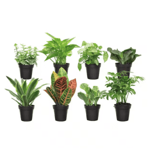 Costa Farms Exotic Angel Plant Grower's Choice 8-Piece Live Indoor Plant Assortment for $46