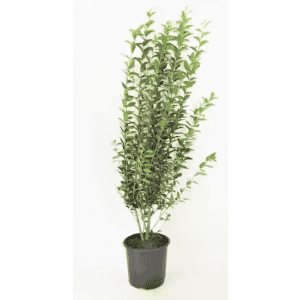 Live Plants Sale at Home Depot: Up to 30% off