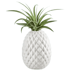 Southern Living Pineapple Tillandisia Air Plant for $28