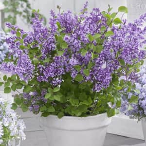 HSN Live Plants Sale: Up to 37% off