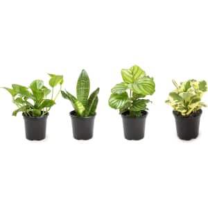 Plants for Pets 4-Piece Essential Houseplant Collection for $20