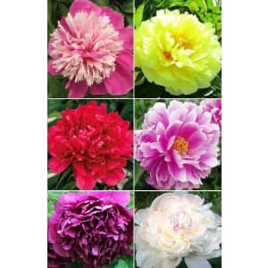20+ Mixed Peony Flower Seeds for $8