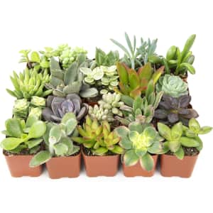 Altman Succulent Plants 20-Pack for $22